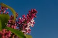 Flowering lilac close-up on background of blue sky, lush green foliage. Horizontal photo, spring background