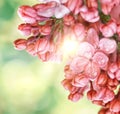 Flowering lilac. Natural spring seasonal background. close-up.