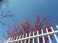 Flowering Lilac up to tropical sky