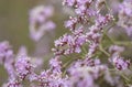 Flowering Limonium pectinatum