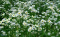 Flowering little daisies Royalty Free Stock Photo