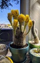 Lobivia aracnacantha cactus Royalty Free Stock Photo