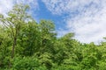 Flowering locust trees in old park against the sky