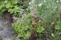 Flowering London pride Saxifraga urbium, cultivar Aureopunctata plant Royalty Free Stock Photo
