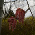 The flowering long red catkins alder.