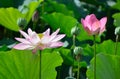 Flowering lotus, Kyoto Japan summer. Royalty Free Stock Photo