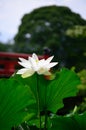 Flowering lotus, Kyoto Japan summer. Royalty Free Stock Photo