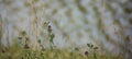 Flowering lucerne by Mikes lake in Hungary Royalty Free Stock Photo