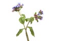 Flowering Lungwort Royalty Free Stock Photo