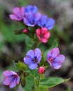 Flowering lungwort (Pulmonaria obscura) Royalty Free Stock Photo