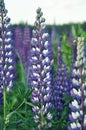Flowering lupines in the meadow. Royalty Free Stock Photo