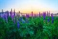 Flowering lupines, summer meadows