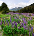 Flowering lupins