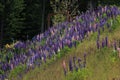 Flowering of Lupins by the forest Royalty Free Stock Photo