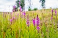 Flowering Lythrum salicaria or purple loosestrife in a marshy ar Royalty Free Stock Photo