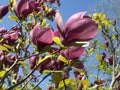 Bloming magnolia against blue sky