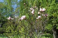 Flowering Magnolia Liliflora