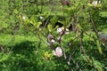 Flowering Magnolia Liliflora