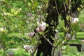 Flowering Magnolia Liliflora