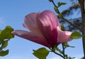 Flowering magnolia