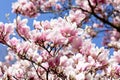 Flowering magnolia tree Royalty Free Stock Photo