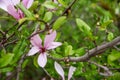 Flowering Magnolia tree branch closeup with green leaves pink blossoms Royalty Free Stock Photo