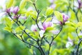 Flowering Magnolia tree. Chinese Magnolia blossom with violet and white tulip-shaped flowers. Beautiful and tender Royalty Free Stock Photo
