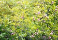 Flowering Magnolia tree. Chinese Magnolia blossom with violet and white tulip-shaped flowers. Royalty Free Stock Photo