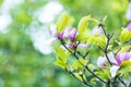 Flowering Magnolia tree. Chinese Magnolia blossom with violet and white tulip-shaped flowers. Royalty Free Stock Photo