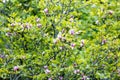 Flowering Magnolia tree. Chinese Magnolia blossom with violet and white tulip-shaped flowers. Royalty Free Stock Photo