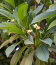 Flowering Magnolia tree