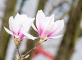 Flowering magnolia tree with white blossoms