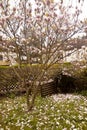 Flowering magnolia x soulangeana tree in garden in springtime w Royalty Free Stock Photo