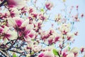Flowering magnolias in the botanical garden. Royalty Free Stock Photo