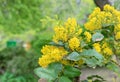 Flowering of Magonia Holm. Yellow-green flowers of Mahonia aquifolium. Evergreen shrub of Barberry family Berberidaceae