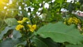 Flowering Mahonia aquifolium Oregon grape. Royalty Free Stock Photo