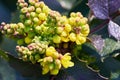 Flowering Mahonia aquifolium. Oregon-grape yellow blossom