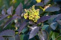 Flowering Mahonia aquifolium. Oregon-grape yellow blossom