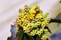 Flowering Mahonia aquifolium. Oregon-grape yellow blossom Royalty Free Stock Photo