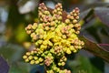 Flowering Mahonia aquifolium. Oregon-grape yellow blossom Royalty Free Stock Photo