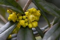 Flowering Mahonia aquifolium Oregon grape . Yellow branch of blossoming Mahonia in springtime. Royalty Free Stock Photo