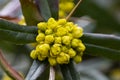 Flowering Mahonia aquifolium Oregon grape . Yellow branch of blossoming Mahonia in springtime. Royalty Free Stock Photo