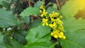 Flowering Mahonia aquifolium Oregon grape. Royalty Free Stock Photo