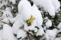 Flowering mahonia aquifolium with snow in spring