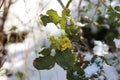 Flowering mahonia aquifolium with snow in spring