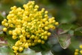 Flowering Mahonia aquifolium. Mahonia aquifolium is a species of flowering plant in the family Berberidaceae, native to western