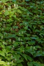 Flowering Maianthemum bifolium plants cover a hillock in forest Royalty Free Stock Photo