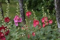 The Flowering mallow in a birch grove