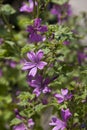 Flowering mallow