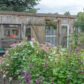 flowering mallow plants in the garden old wooden house